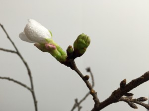 開き始め